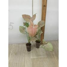 Syngonium Neon