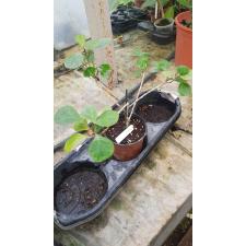 Ficus deltoidea 'Groove leaf' pot уценка 800р