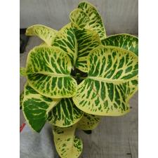 Codiaeum A66 Kong gra phun