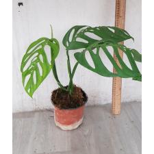 Monstera epipremnoides 'Esqueleto 2+lev