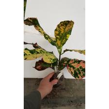 Codiaeum Aurora 234-235