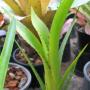 Aechmea purpurea-rosea (Bromeliad) 26