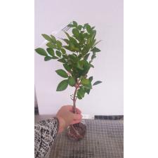 Murraya paniculata 'Himalayan' (flat leaf) 328 по 2200р