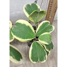 Hoya kerrii var.albo-marginata 