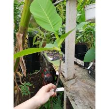 Dillenia suffruticosa (yellow flower) 130/1