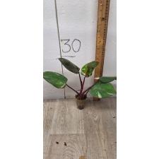 Philodendron Red addison
