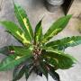 Codiaeum Khun Sri Intharathid (T16)
