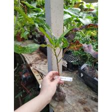 Codiaeum Prakay Roong 82 уценка