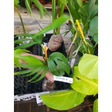 Epipremnum sp.(T01) Fish Bone (mature leaf) 330