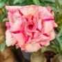 Adenium EK 8407