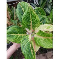 Aglaonema NEW18 Duang pa rich