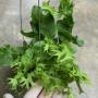Microsorum punctatum cv. Twisted Dwarf - Mermaidtail.