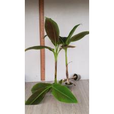 Musa Siam Ruby pot уценка 900р