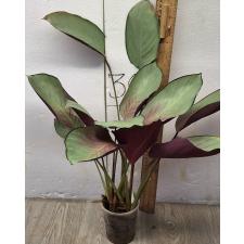 Калатея вагината / Calathea vaginata