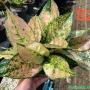 Aglaonema S2 New hybrid-2