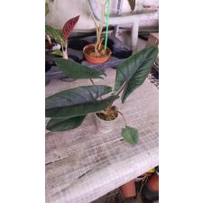 Alocasia scalprum2.5"A5ps. October