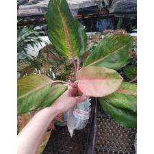 Aglaonema NEW24 Mworld