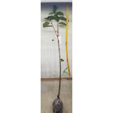 Psidium guajava 'Shui Mi' (seedless) Taiwan 279/1