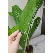 Dieffenbachia Dragon Scale S