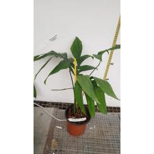 Monstera 'Bangsaphan Blue' 520