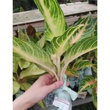 Aglaonema T22 Pink Panama