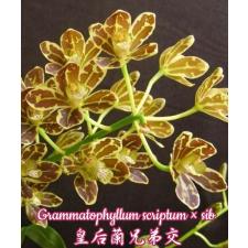 Грамматофилум скриптум х сиб / Grammatophyllum scriptum x sib