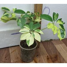 Шеффлера арборикола варегатная / Schefflera arboricola variegata