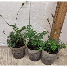 Болбитис гетероклита 'Дифформис' / Bolbitis heteroclita 'Difformis' (S)