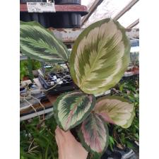 calathea mysty d 12 cm pot