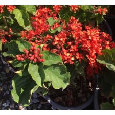 Clerodendrum splendens 'Pure Red' pot