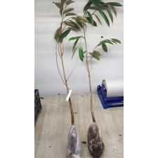 Дуриан цибетиновый "Пуанг Мани" (Привитый) / Durio zibethinus 'Puang Manee' (grafted)