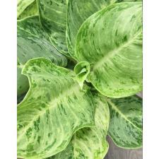 Аглаонема Серебряная Роза / Aglaonema Silver Rose A-72