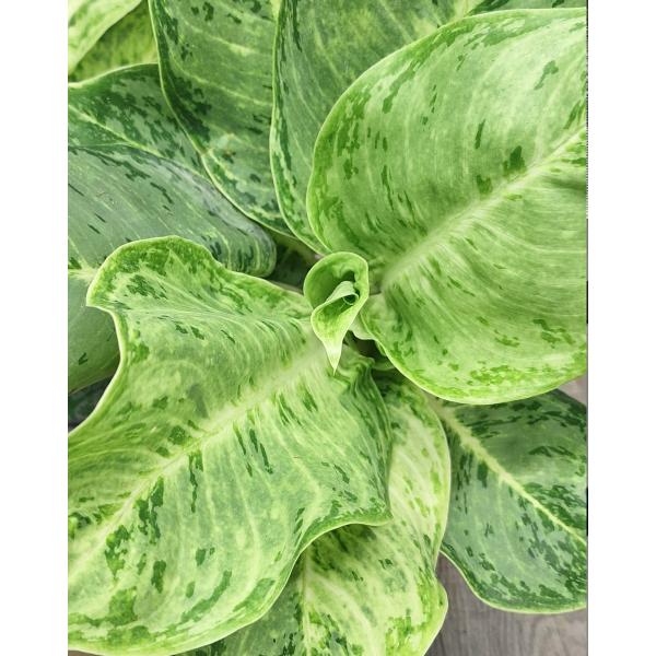 Аглаонема Серебряная Роза / Aglaonema Silver Rose A-72