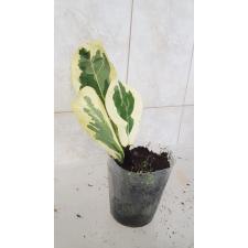 Ficus lyrata variegata s pot 3 lewis уценка 2500р