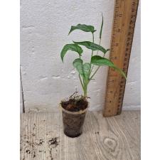monstera siltepecana 650p