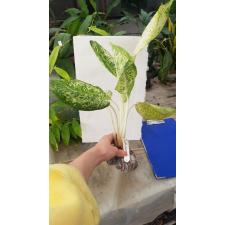 Aglaonema Pride of Pra Ngern 47 (апрель) уценка 1100р