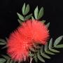 Calliandra haematocephala (red flower).