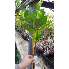 Calophyllum inophyllum (yellow variegated) 249