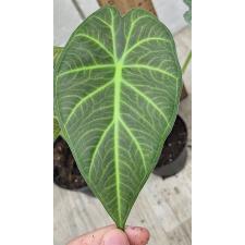 Алоказия Регал Щилдс / Alocasia Regal Shields (S)