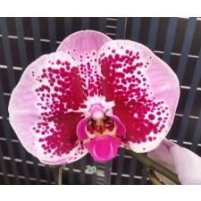 Фаленопсис ‘Мики Корал Баттерфляй’ / Phal. Miki Coral Butterfly