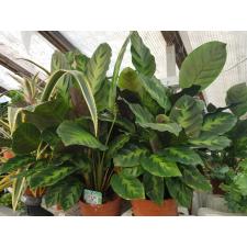 calathea misto в 14 см горшке