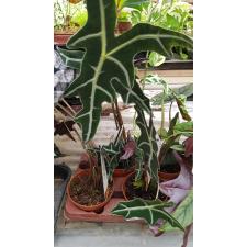 Alocasia sanderiana nobilis 14 cm pot ps 03.11
