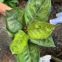 Aglaonema P-34 Gamlainak