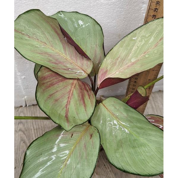 Калатея вагината / Calathea vaginata