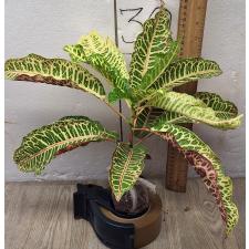 Кодиеум Тао вей тус / Codiaeum C-4 Tao way tus
