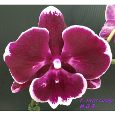 Фаленопсис Свит Кэнди / Phal. Sweet Candy