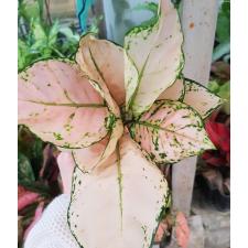 Aglaonema sp Baby Pink