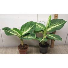 Dieffenbachia Sterling (Compact form)