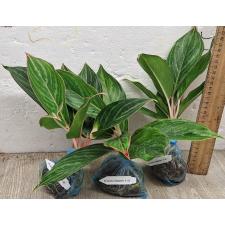 Аглаонема в тонкую зеленую полоску, пестрая. / Aglaonema Fine green line variegated A-136