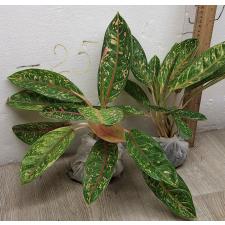 Аглаонема Индиана Квин / Aglaonema Indiana Queen A-31